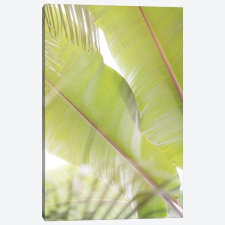 Palm Leaves II Canvas Print #LCG6} by Lynann Colligan Canvas Art