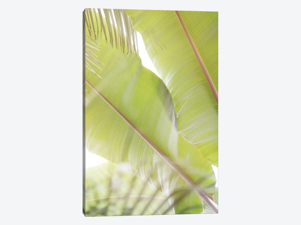 Palm Leaves II by Lynann Colligan 1-piece Canvas Print