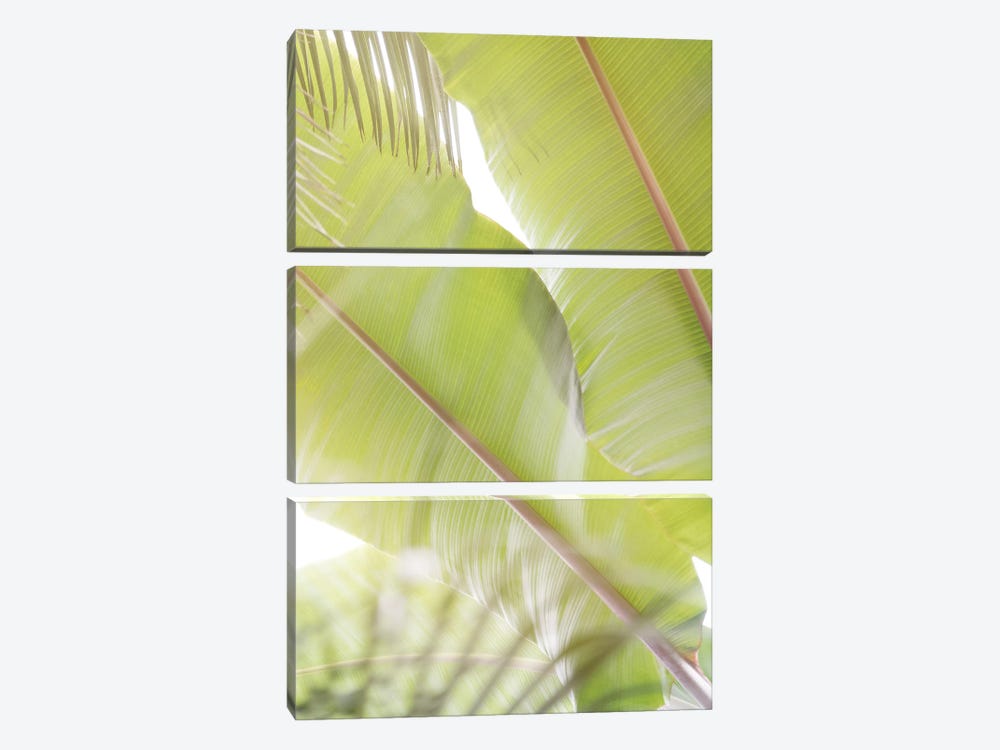 Palm Leaves II by Lynann Colligan 3-piece Canvas Art Print