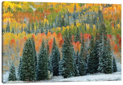 Christmas Trees Canvas Art Print