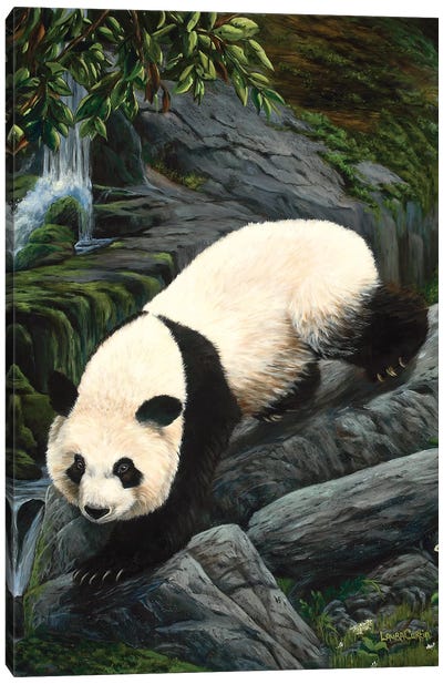 Panda Climbing Down Canvas Art Print - Laura Curtin