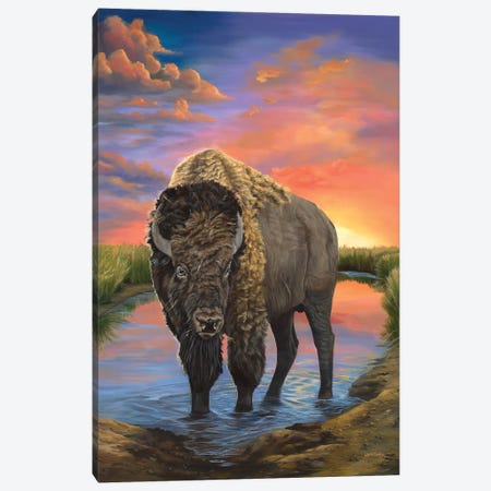 American Bison Canvas Print #LCR2} by Laura Curtin Canvas Print