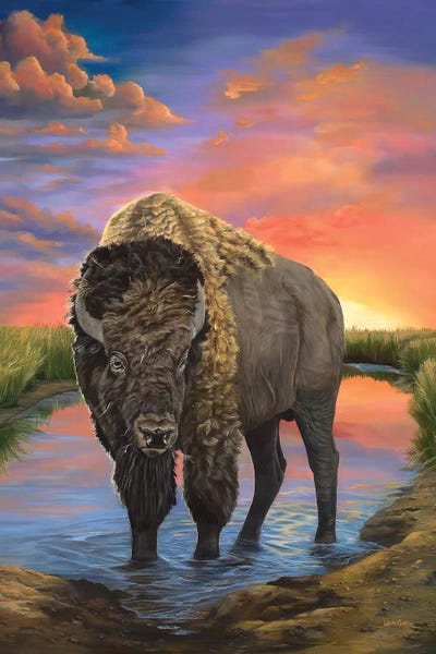 Bison & Buffaloes: American Bison by Laura Curtin
