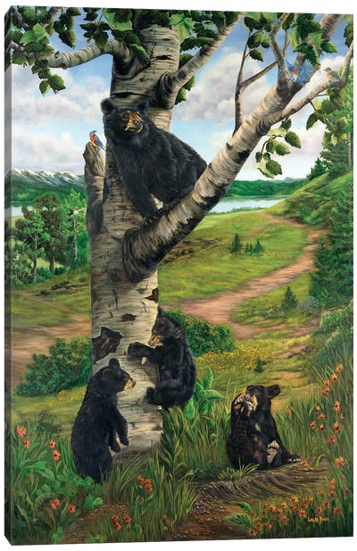 Spring In Bear Country Canvas Art Print - Laura Curtin