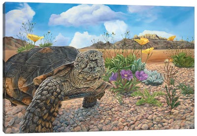Desert Tortoise Canvas Art Print - Laura Curtin
