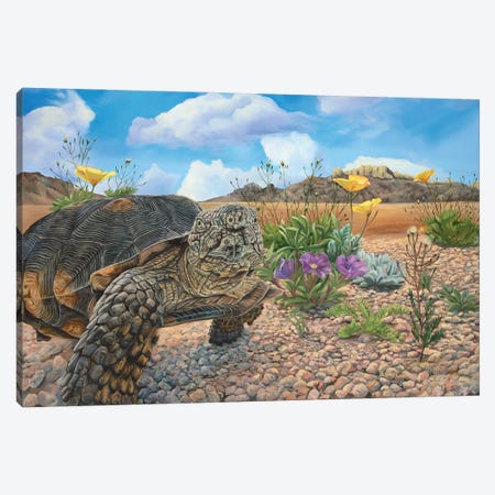 Desert Tortoise Canvas Print #LCR64} by Laura Curtin Canvas Print