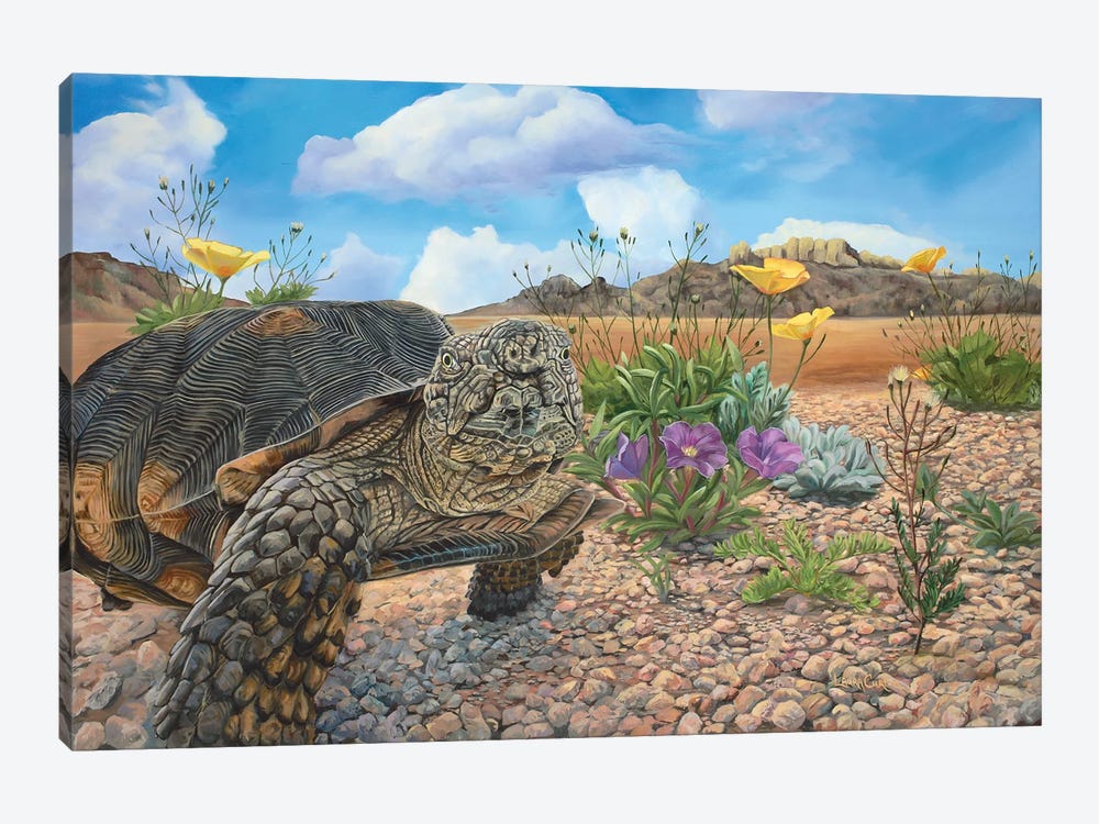 Desert Tortoise by Laura Curtin 1-piece Canvas Art