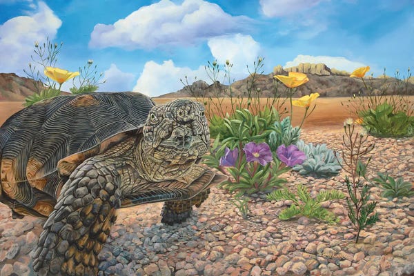 Turtles: Desert Tortoise by Laura Curtin