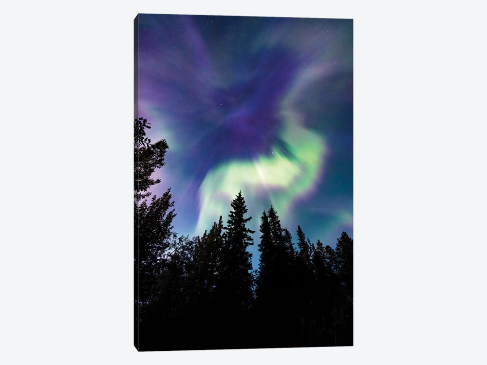 Up In The Sky by Lucas Moore 1-piece Canvas Art