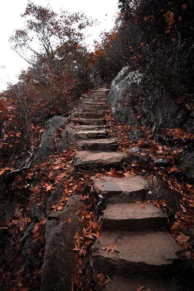 Autumn Path by Lucas Moore canvas print