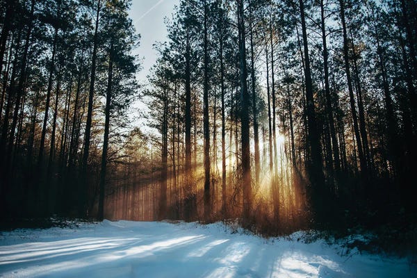 Pine Trees: Morning Light by Lucas Moore