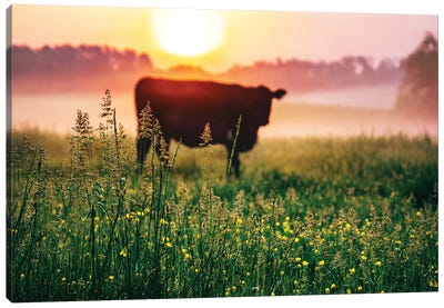 Cow Sunrise Canvas Art Print - Country Scenic Photography