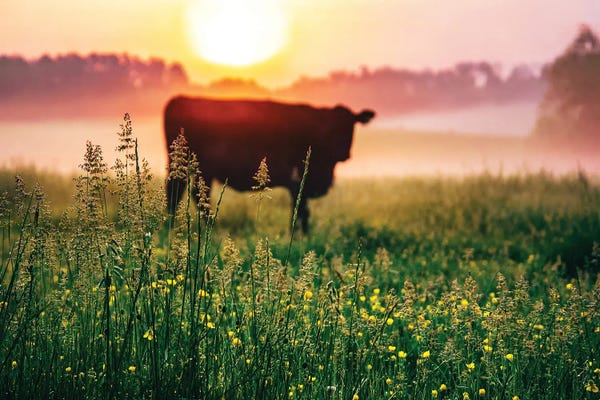 Lucas Moore: Cow Sunrise by Lucas Moore