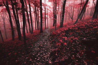 Red Forest by Lucas Moore framed canvas print