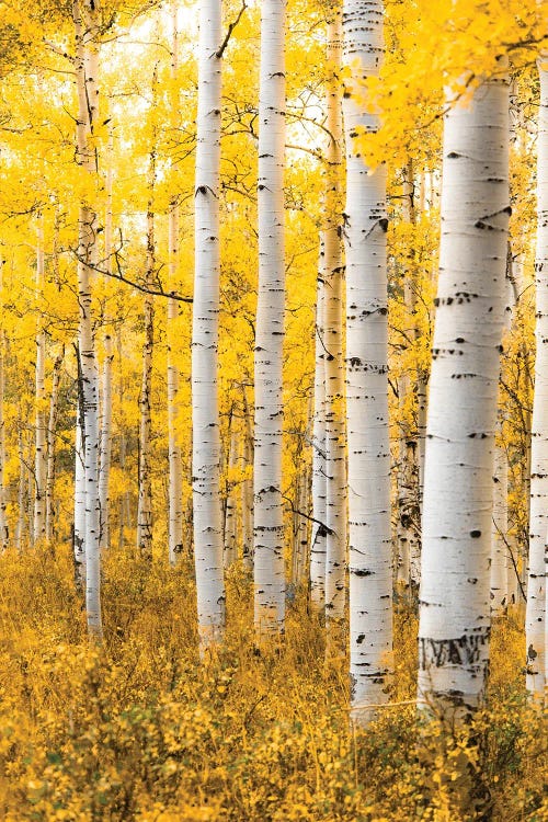 Yellow Forest by Lucas Moore wall art