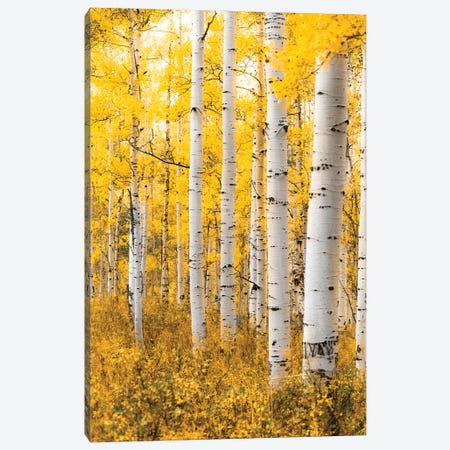 Yellow Forest Canvas Print #LCS127} by Lucas Moore Canvas Art Print
