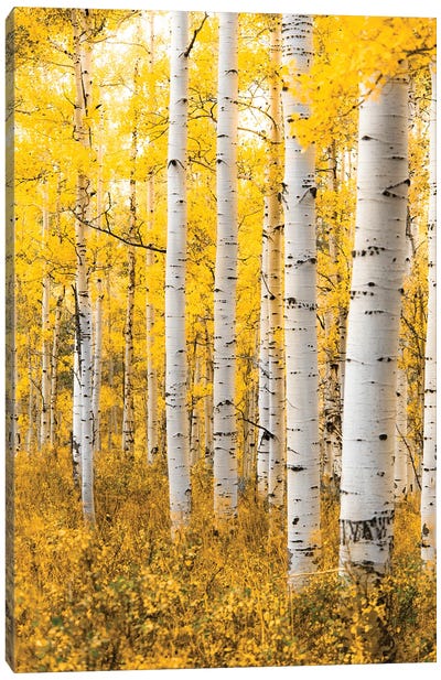 Yellow Forest Canvas Art Print - Lucas Moore