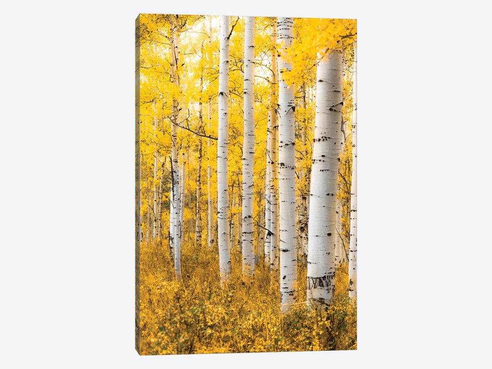 Yellow Forest by Lucas Moore 1-piece Art Print