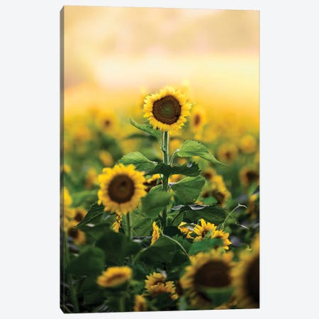 Lone Flower Canvas Print #LCS128} by Lucas Moore Canvas Wall Art