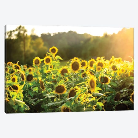 Sunflower Sunshine Canvas Print #LCS129} by Lucas Moore Canvas Artwork