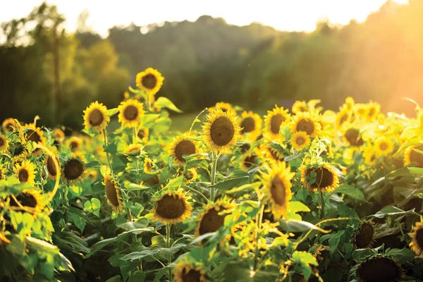 Lucas Moore: Sunflower Sunshine by Lucas Moore