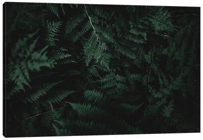 Ferns Canvas Art Print