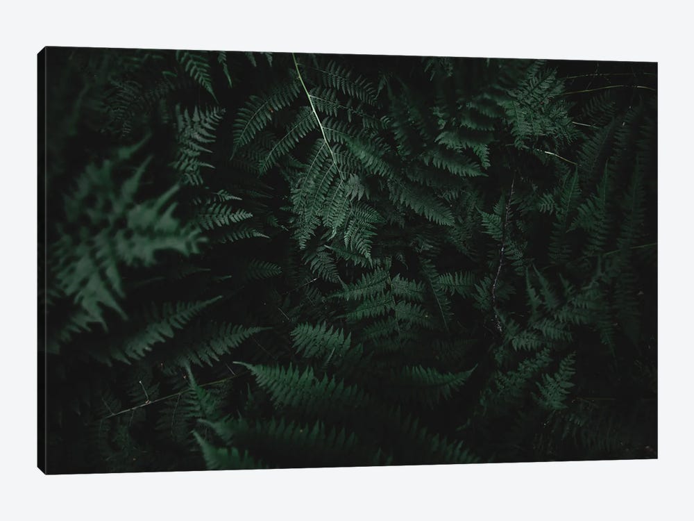 Ferns 1-piece Canvas Art Print