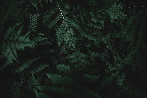 Ferns: Ferns by Lucas Moore