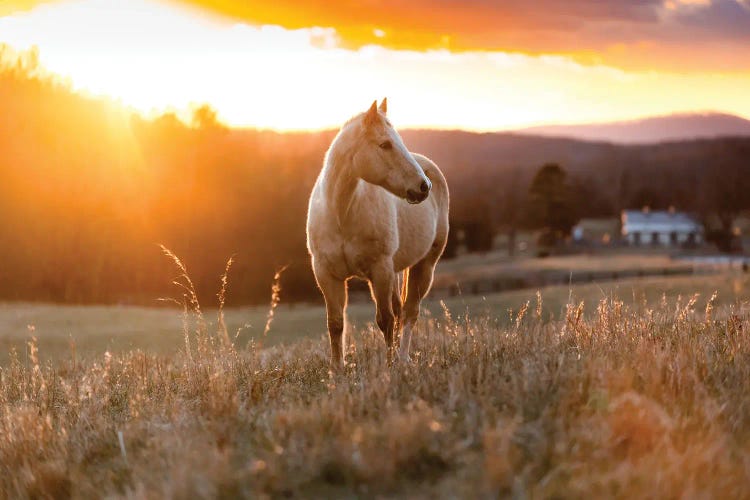 Golden Horse by Lucas Moore wall art