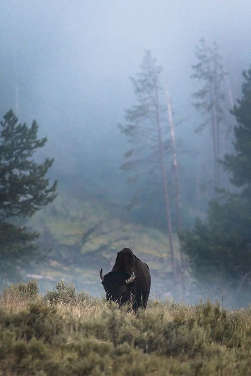 Lone Bison