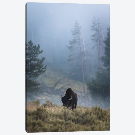 Lone Bison Canvas Print #LCS156} by Lucas Moore Canvas Wall Art