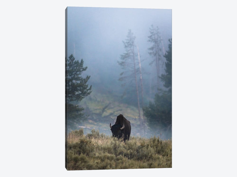 Lone Bison by Lucas Moore 1-piece Canvas Art Print