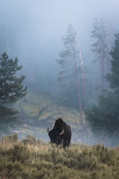 Lucas Moore: Lone Bison by Lucas Moore