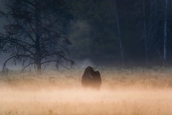 Bison & Buffaloes: Foggy Morning by Lucas Moore