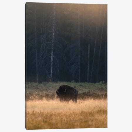 Morning Graze Canvas Print #LCS161} by Lucas Moore Canvas Art