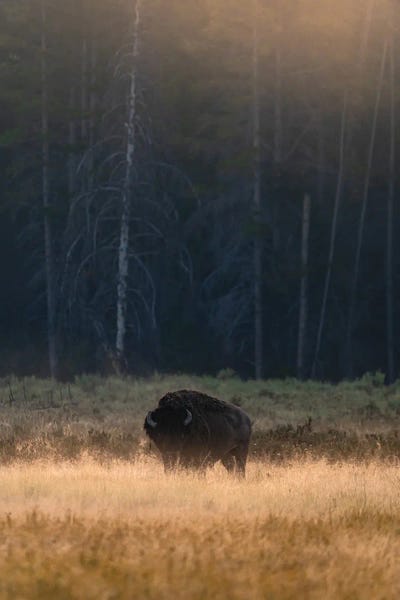 Bison & Buffaloes: Morning Graze by Lucas Moore