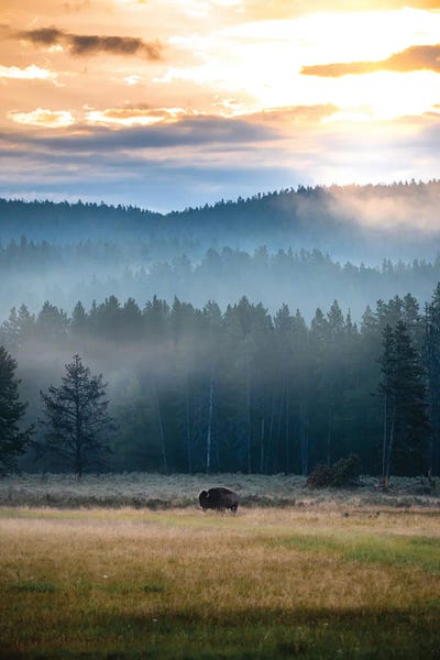 Large Photography - Canvas Prints: Bison Sunrise by Lucas Moore