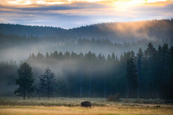 Large Photography - Canvas Prints: Yellowstone At Dawn by Lucas Moore