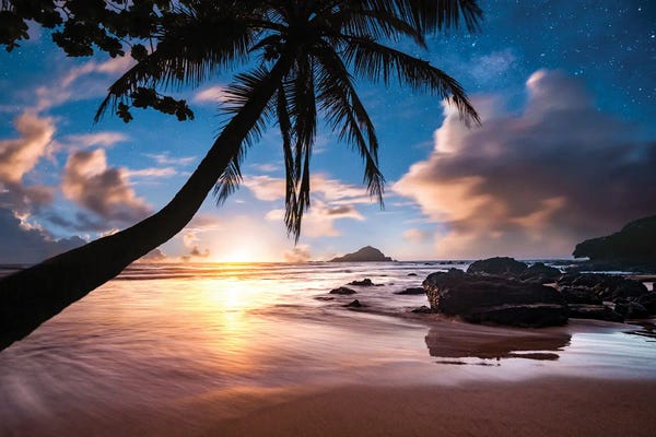 Lucas Moore: Palm Tree Beach by Lucas Moore