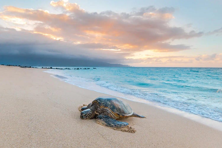 Turtle Sunset by Lucas Moore wall art