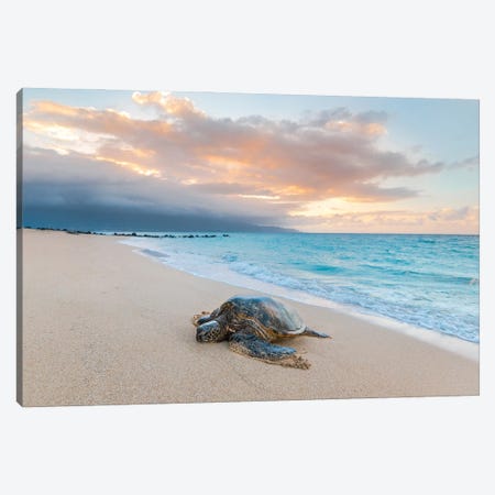 Turtle Sunset Canvas Print #LCS189} by Lucas Moore Canvas Artwork