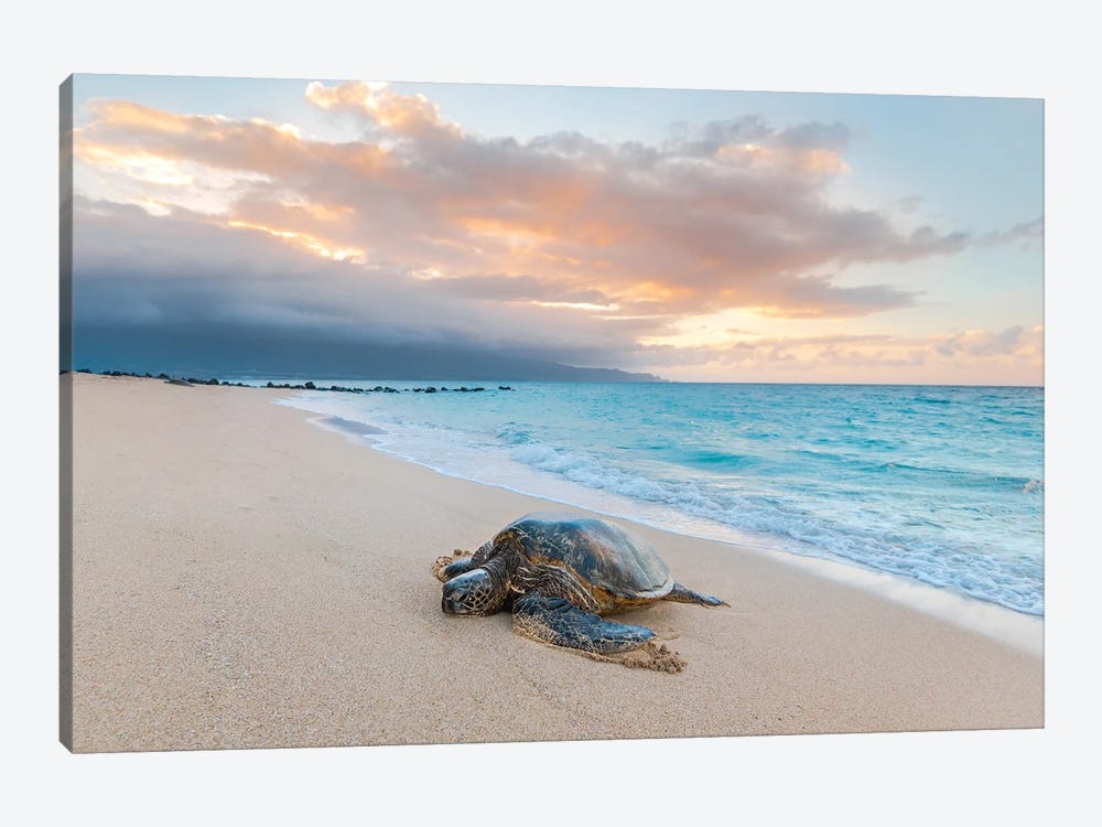 Turtle Sunset by Lucas Moore 1-piece Art Print