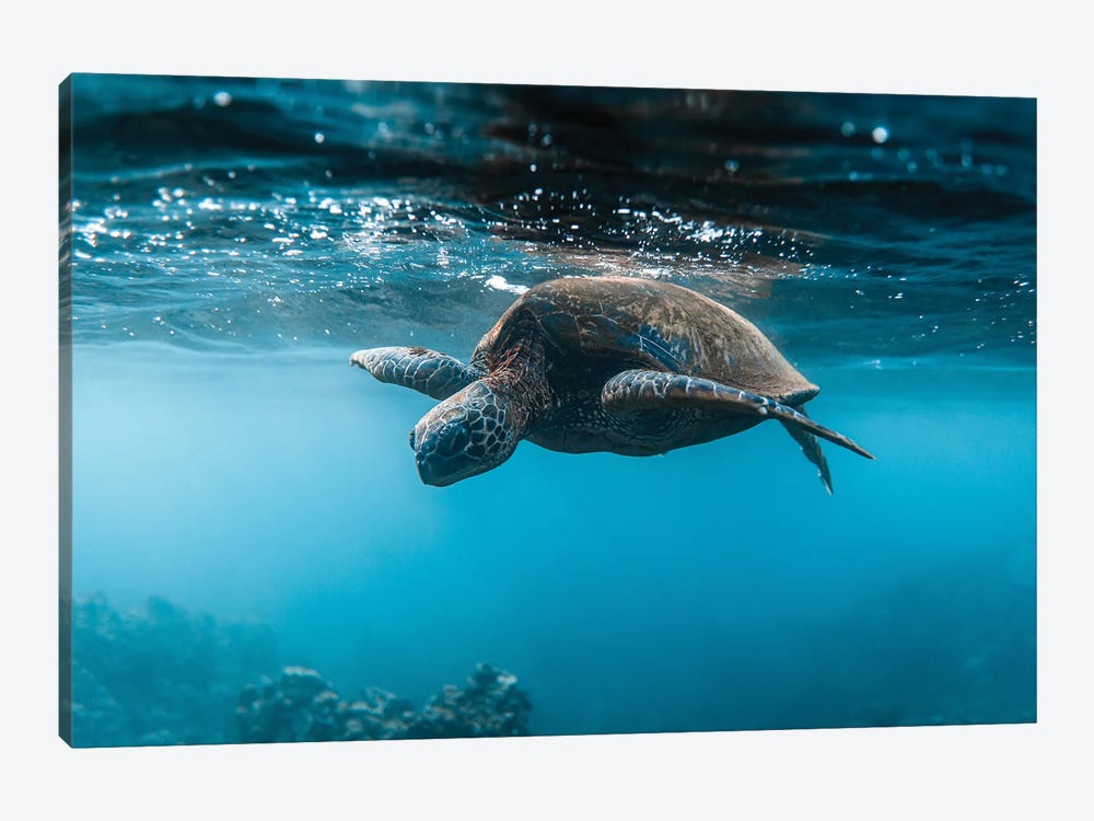 Below The Surface by Lucas Moore 1-piece Canvas Print
