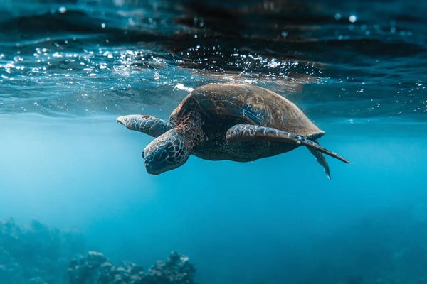 Turtles: Below The Surface by Lucas Moore