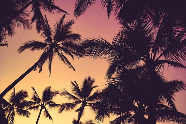 Fine Art Print: Warm Palms by Lucas Moore