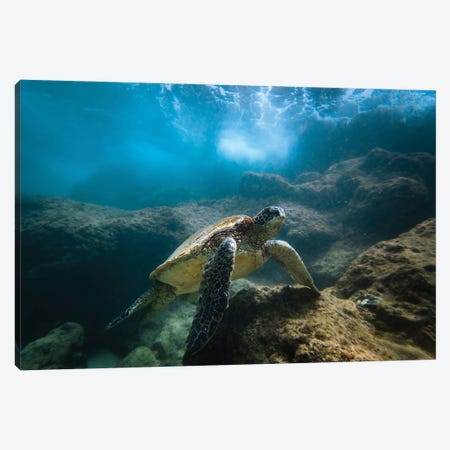 Under The Sea Canvas Print #LCS193} by Lucas Moore Canvas Print