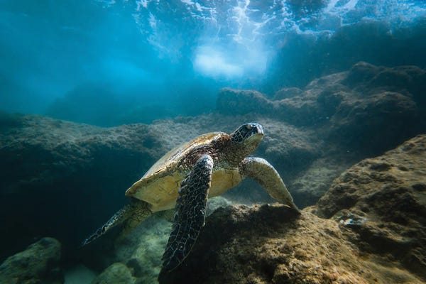 Turtles: Under The Sea by Lucas Moore