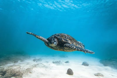 Blue Turtle by Lucas Moore framed canvas print