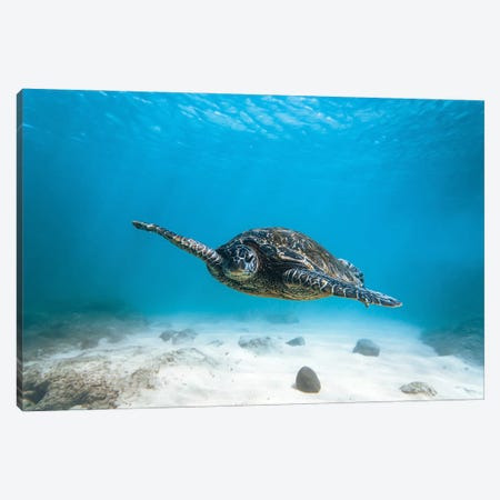 Blue Turtle Canvas Print #LCS195} by Lucas Moore Canvas Artwork
