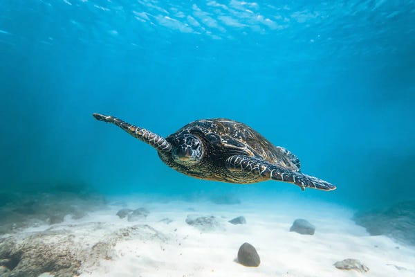 Lucas Moore: Blue Turtle by Lucas Moore